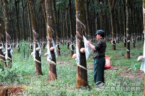 越南橡胶收购邻国土地 扩大产量_橡胶,越南橡